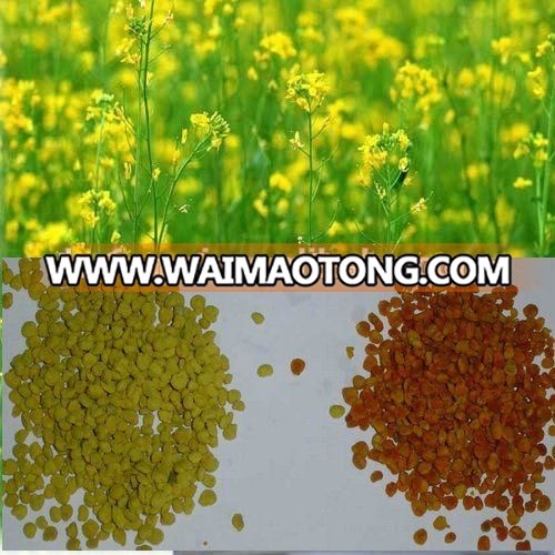 Rape flower (Canola) Bee Pollen Granular for Bee and Other Animals